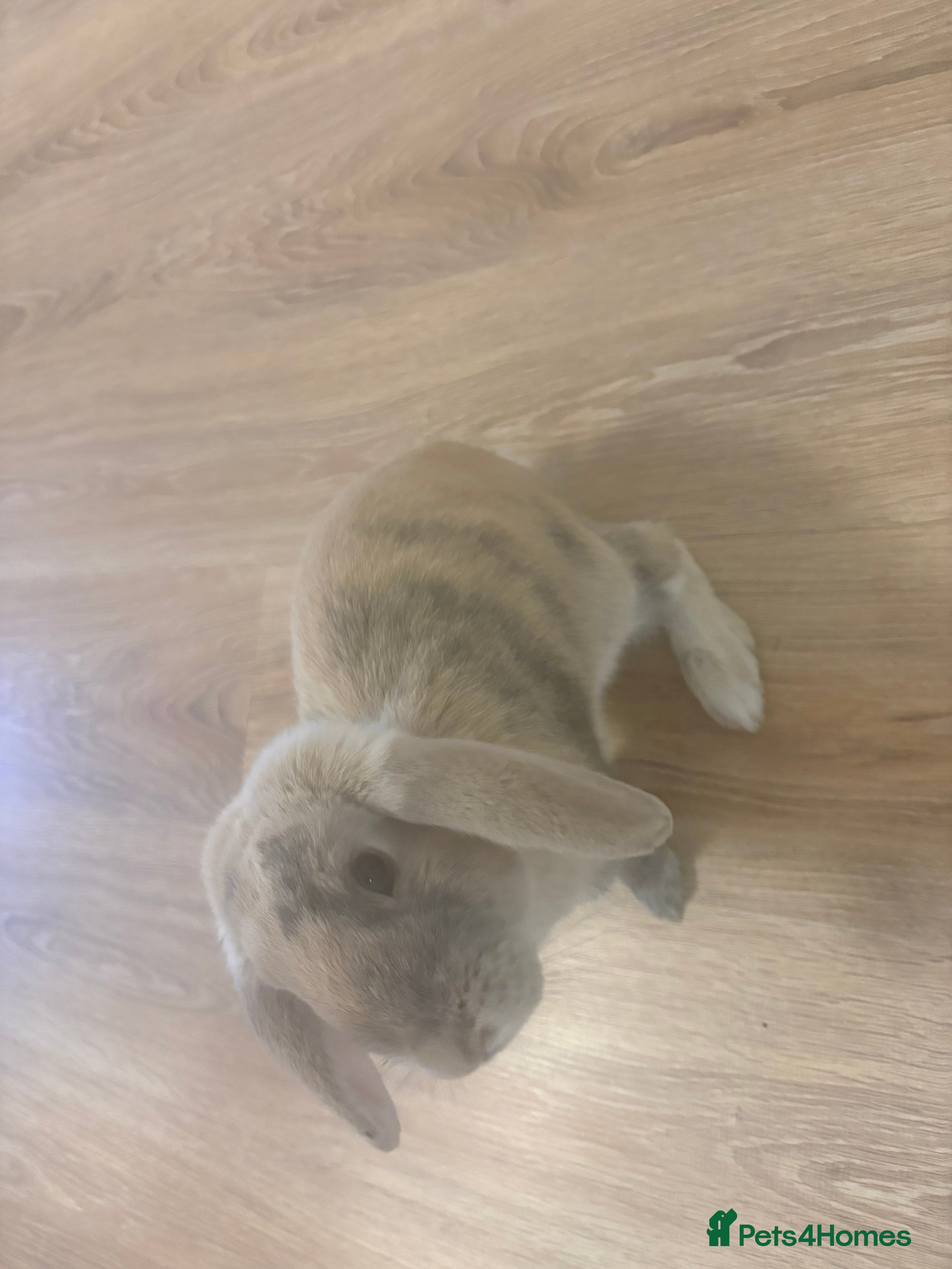 Mini Lop rabbits Bunny Rabbit in Clydebank - Advert 1
