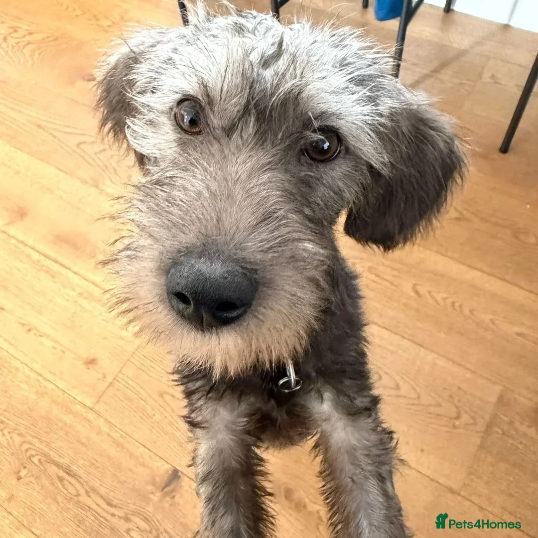 Mixed Breed dogs for adoption: Sammy (Hound/Terrier mix) - Image 2