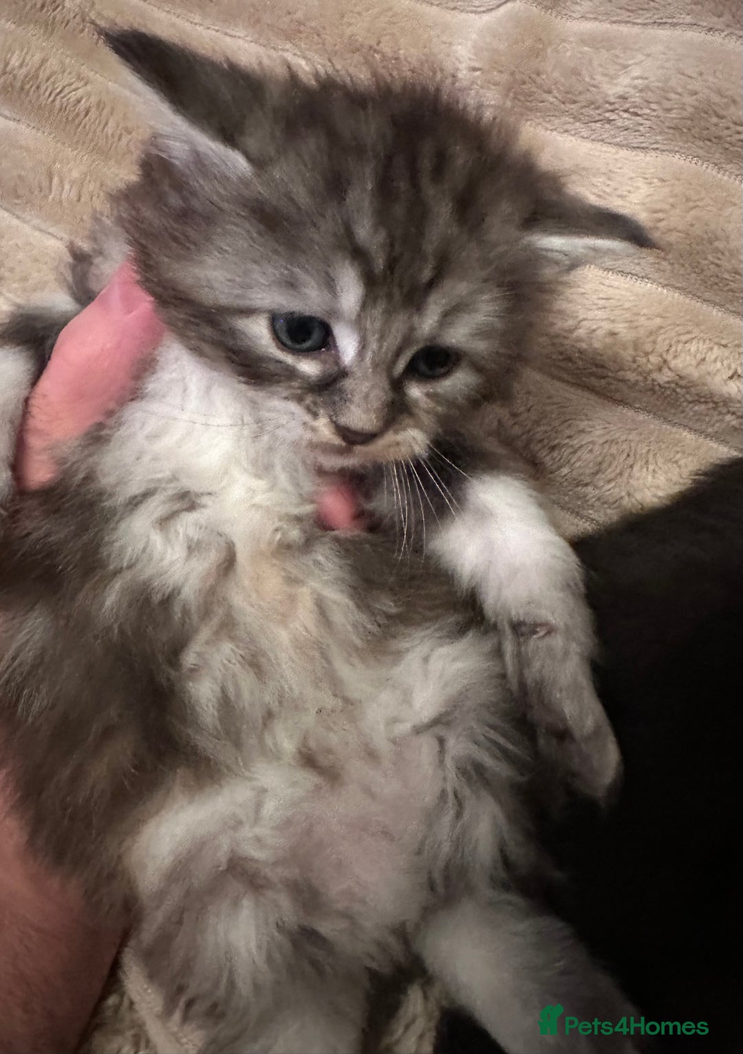 Ragcoon cats for sale: 2 maine Coon x Ragdoll kittens  - Advert 7