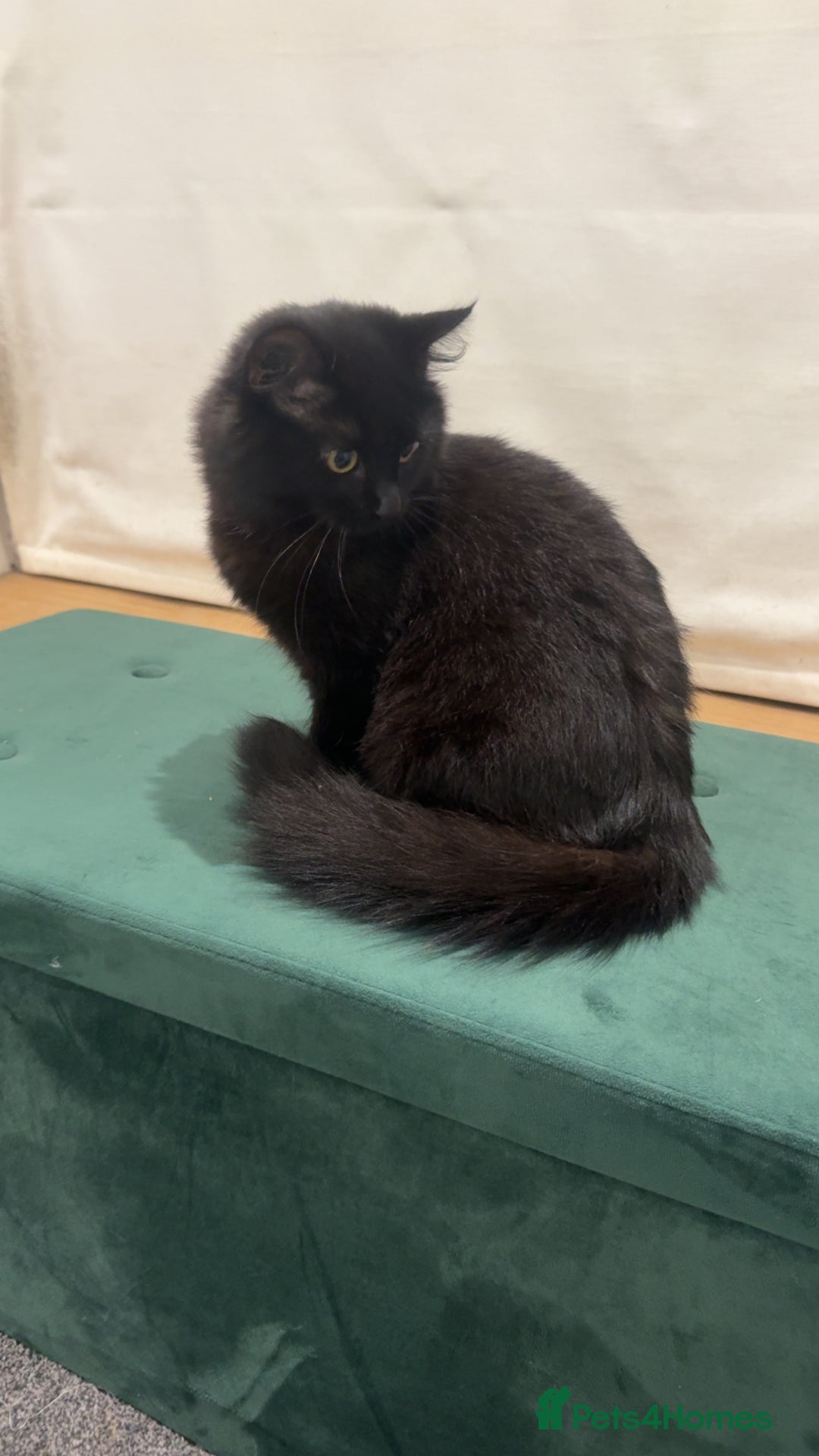 Mixed Breed cats for sale: 2 lovely girls looking for separate forever homes  - Image 1