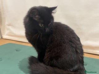 Mixed Breed cats - Advert 2