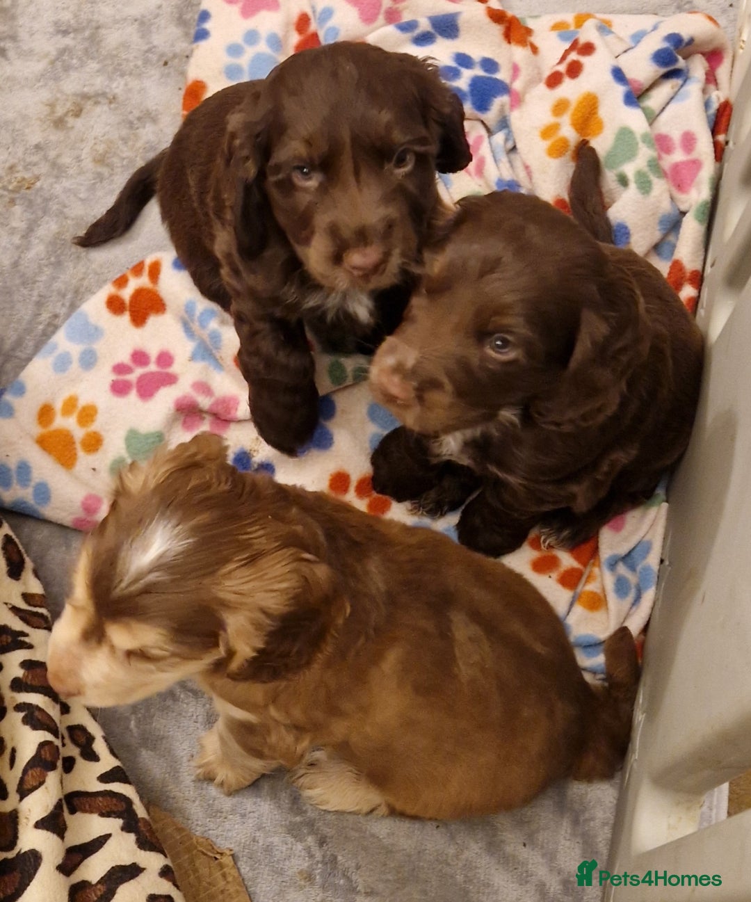 Cocker Spaniel dogs for sale: KC REG CHUNKY GORGEOUS COCKER PUPS - Advert 4