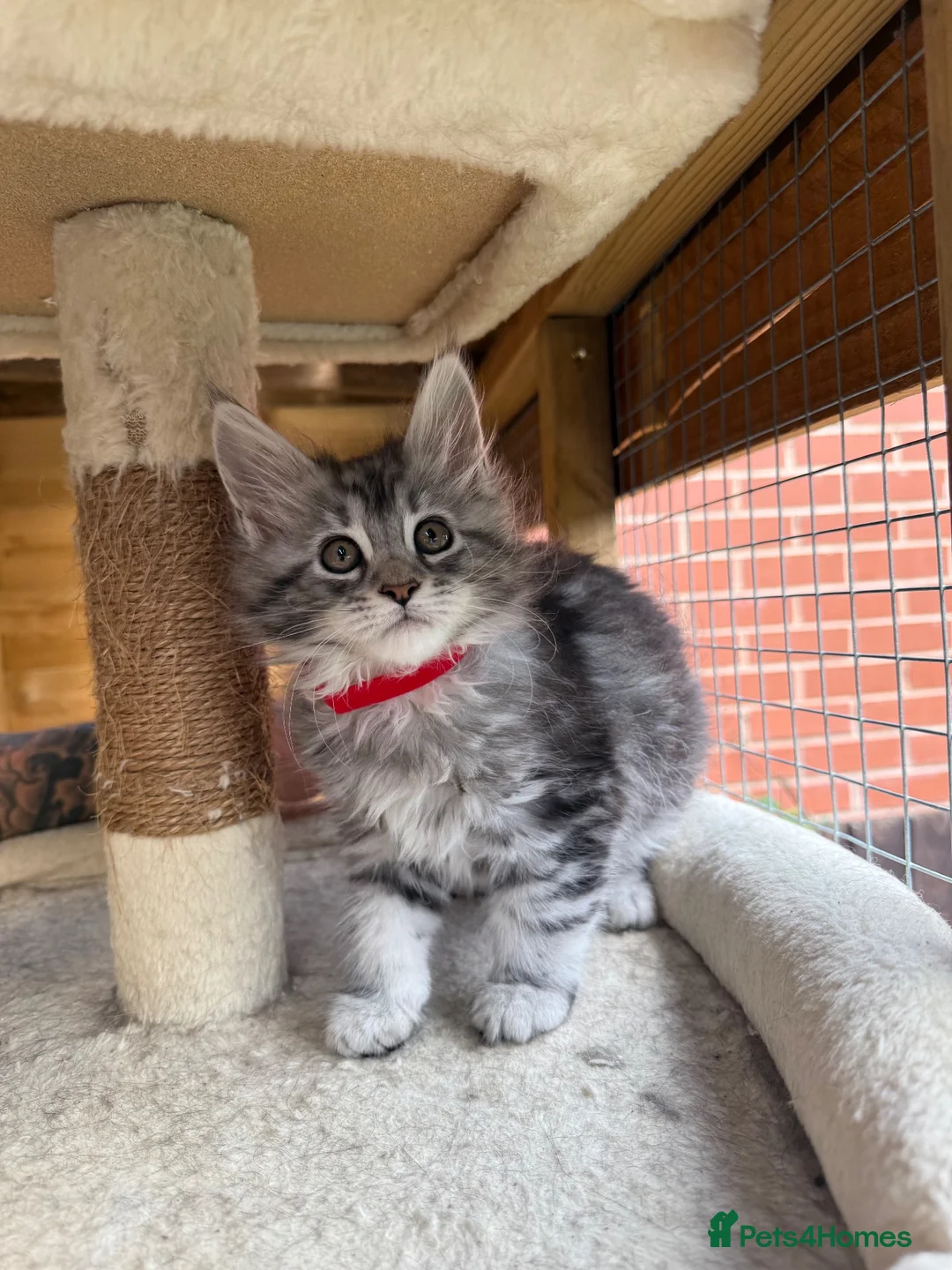 Maine Coon cats for sale: Maine coon kittens - Advert 2