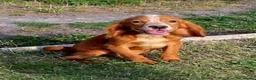 Cocker Spaniel dogs for sale: Beautiful working cocker spaniel puppies in Wickford - Advert 2