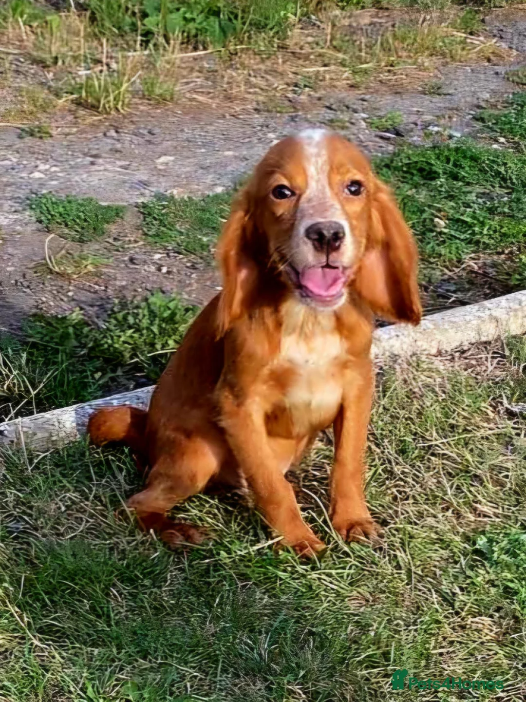 Cocker Spaniel dogs for sale: Beautiful working cocker spaniel puppies in Wickford - Advert 2