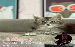 Maine Coon cats for sale: 2 females left to reserve in Arthog - Image 1
