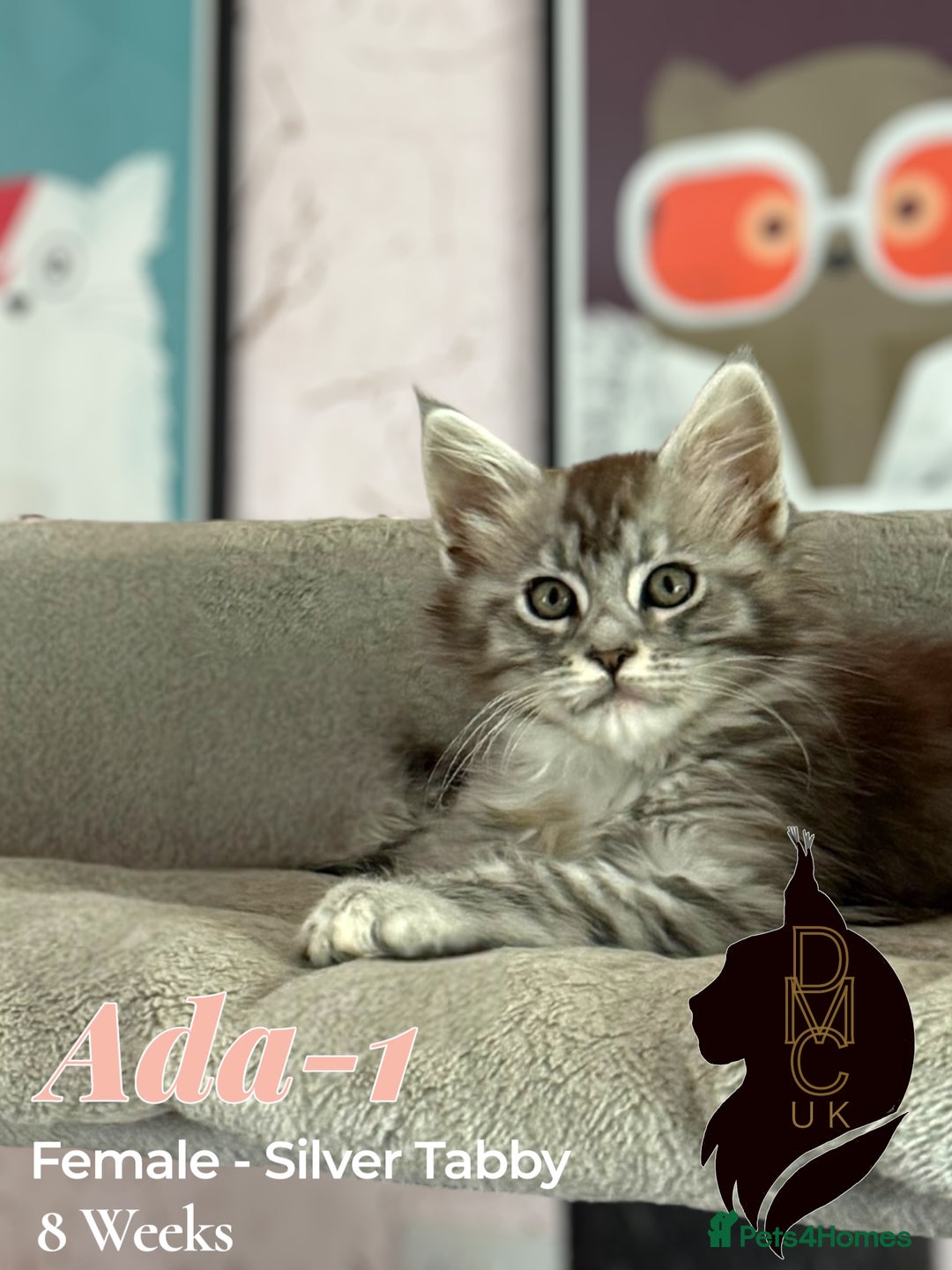 Maine Coon cats for sale: 2 females left to reserve in Arthog - Image 1