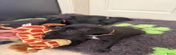 Patterdale Terrier dogs for sale: Beautiful Patterdale 1/4 Lakeland puppies  in Doncaster - Advert 9