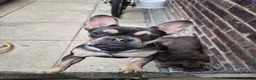 French Bulldog dogs for stud: Kc French bulldog stud  in Blackburn - Advert 6
