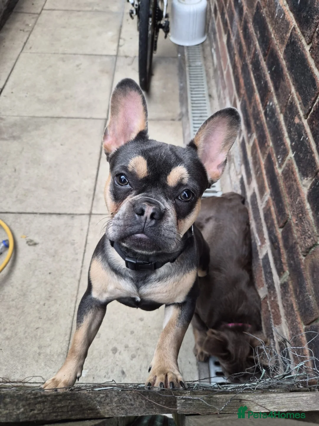 French Bulldog dogs for stud: Kc French bulldog stud  in Blackburn - Advert 6