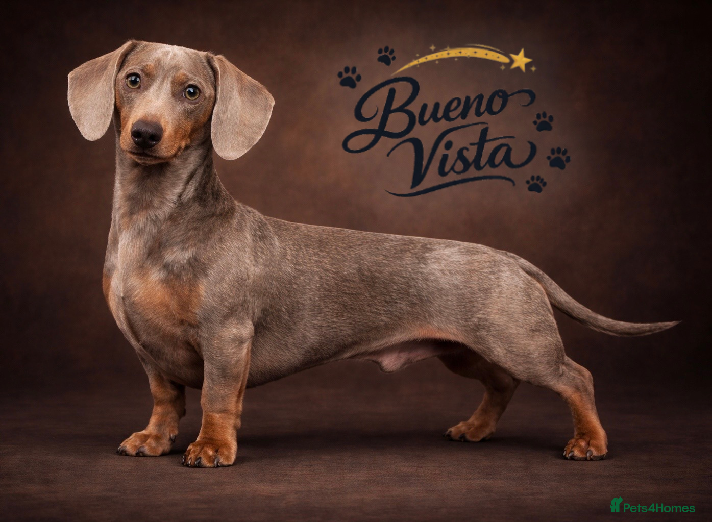 Miniature Dachshund dogs Isabella & Cream Dapple Miniature Dachshund Stud - Advert 22