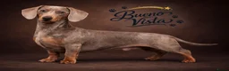 Miniature Dachshund dogs for stud: Isabella & Cream Dapple Miniature Dachshund Stud - Advert 1