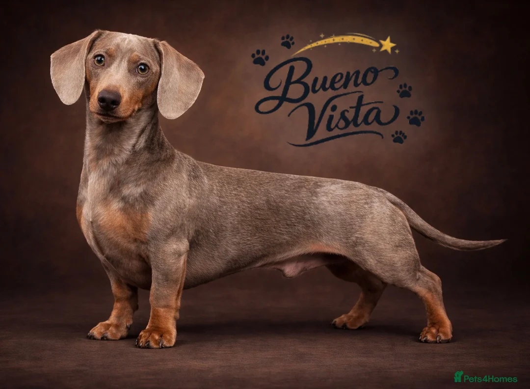 Miniature Dachshund dogs for stud: Isabella & Cream Dapple Miniature Dachshund Stud - Advert 1