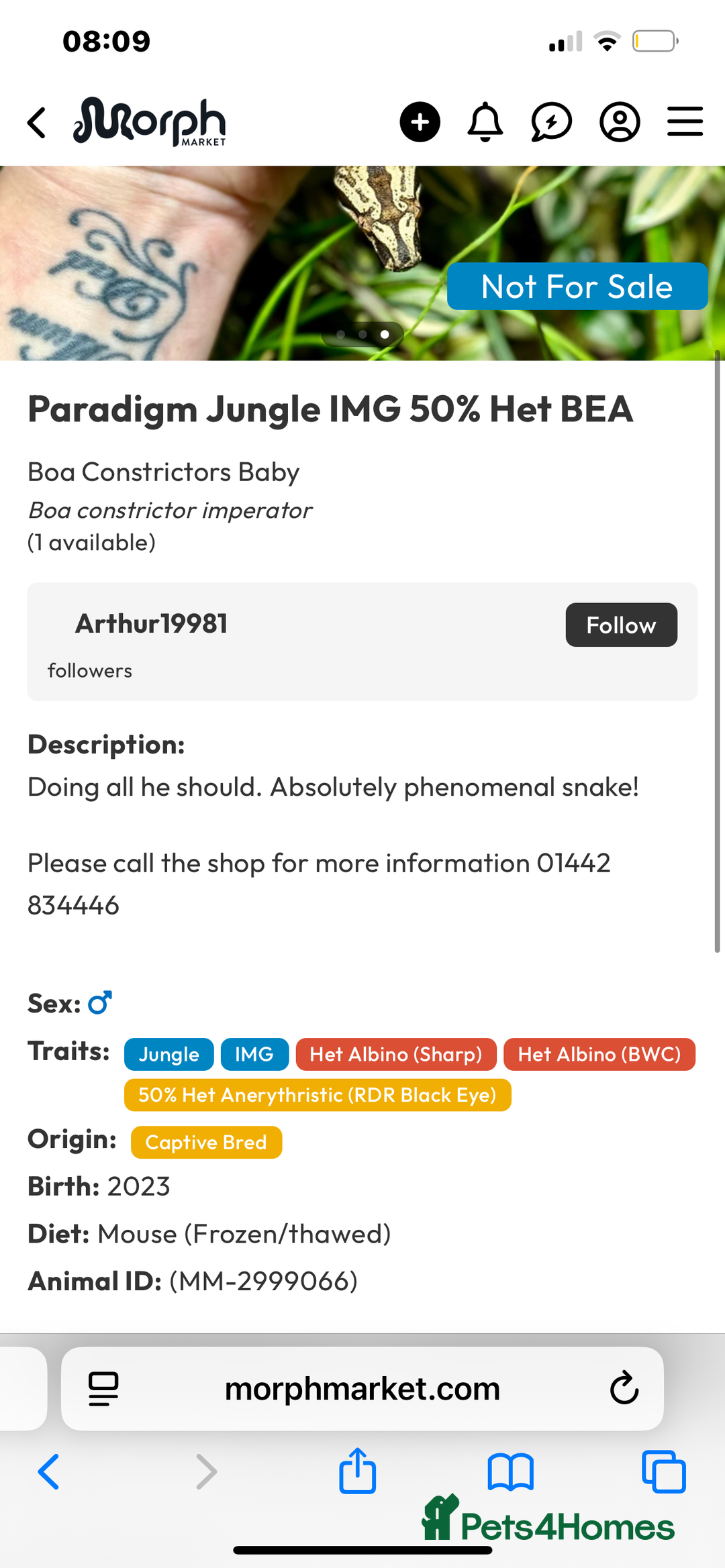Boa Snake reptiles for sale: Absolutely gorgeous boa - Paradigm Jungle  - Image 5