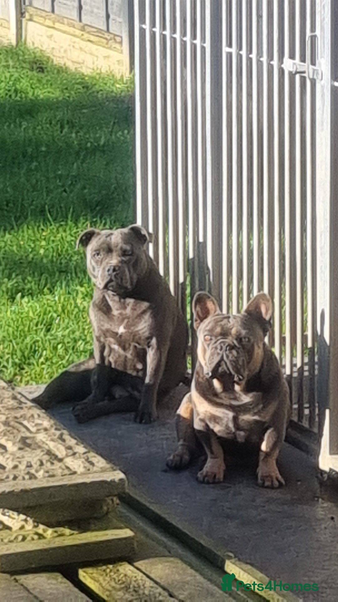 Staffordshire Bull Terrier dogs for sale: Bluebullz☆bullscaff☆5☆☆£2500☆ - Advert 2