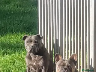 Staffordshire Bull Terrier dogs Bluebullz☆bullscaff☆5☆☆£2200☆ - Advert 6