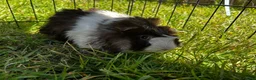 Guinea Pig rodents for sale: 🐹💕 TWO ADORABLE BONDED BABY BOYS 💕🐹 in Bristol - Advert 10