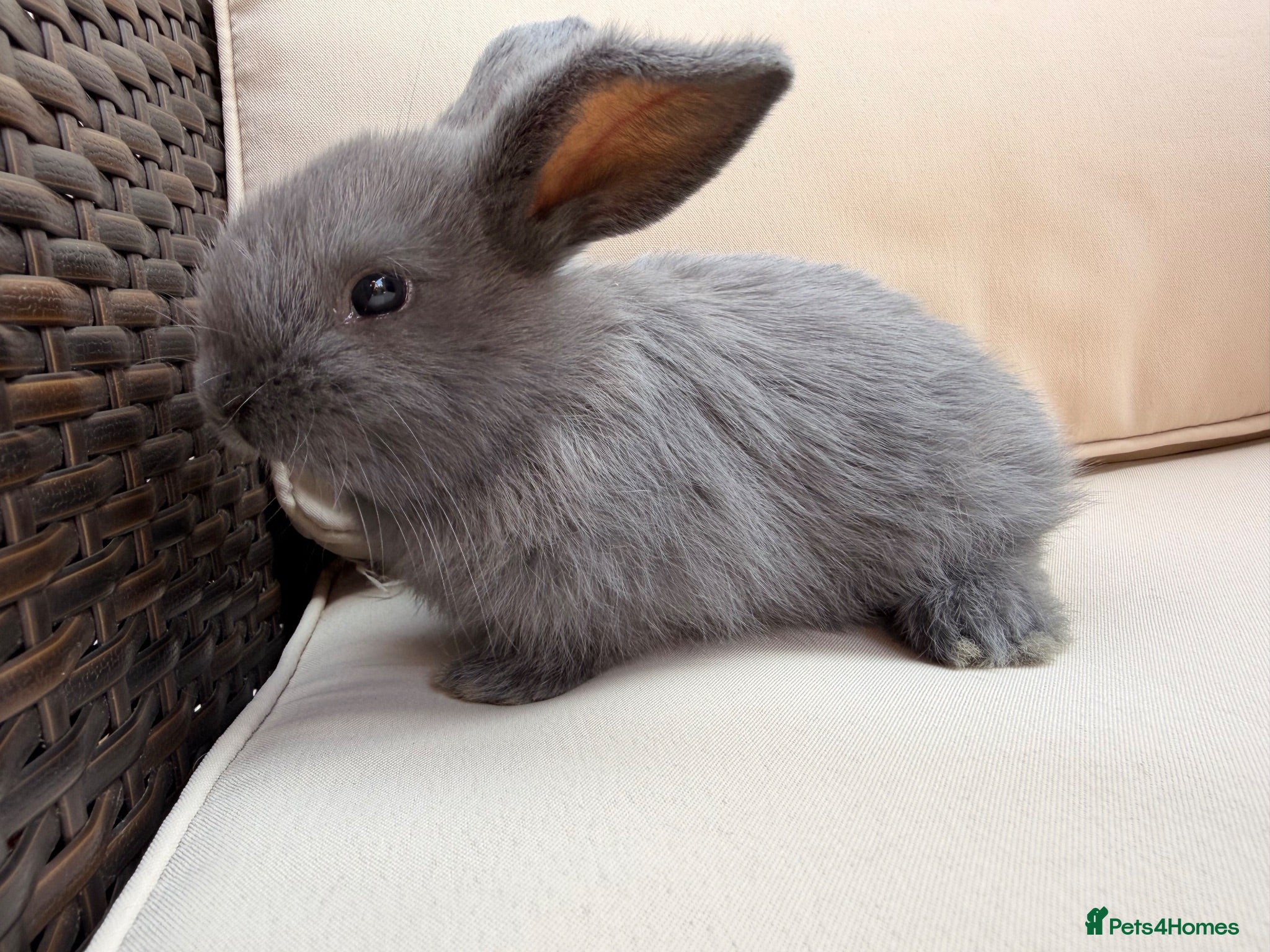 Mixed Breed rabbits Baby rabbits - Advert 1