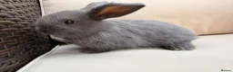 Mixed Breed rabbits for sale: Baby rabbits in Fareham - Advert 1