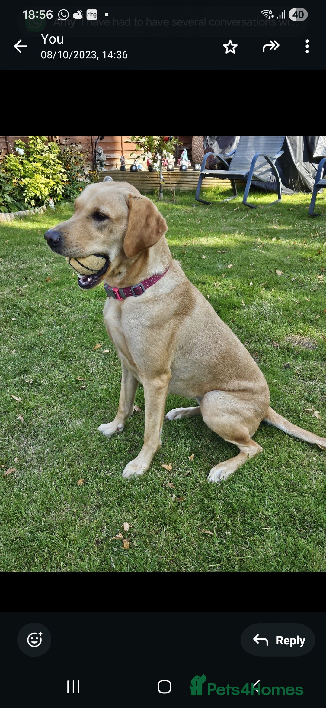 Labrador Retriever dogs Beautiful boy Labrador retriever  - Advert 13