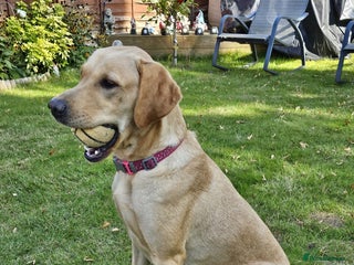 Labrador Retriever dogs Beautiful boy Labrador retriever - Advert 1