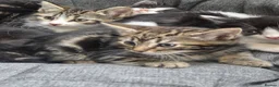 Mixed Breed cats for sale: Kittens for sale in Guildford - Advert 2
