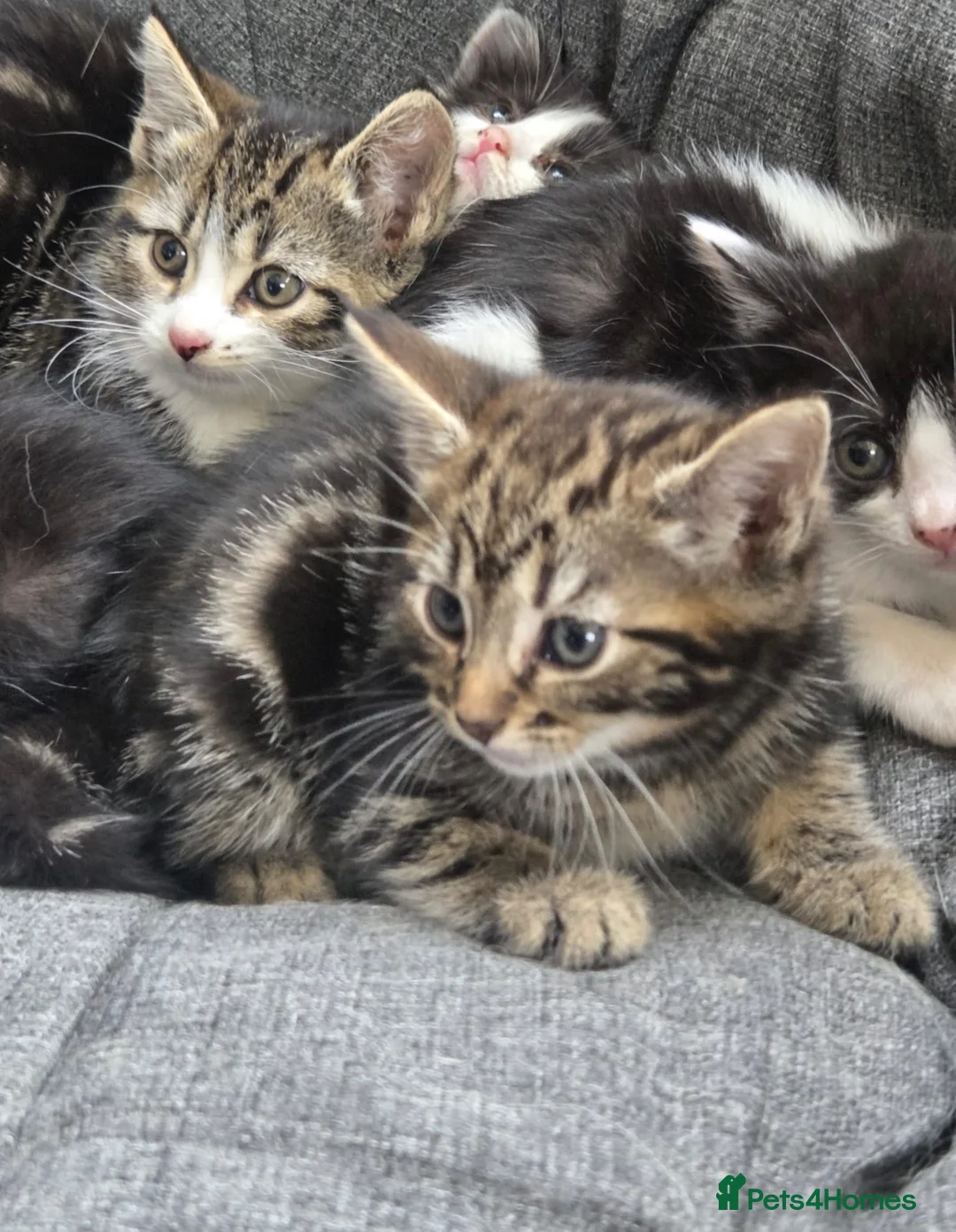 Mixed Breed cats for sale: Kittens for sale in Guildford - Advert 2