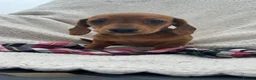 Miniature Dachshund dogs for sale: BEAUTIFUL PRA CLEAR & KC REG MINI DACHSHUNDS - Advert 13