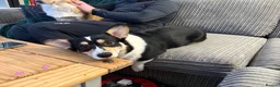 Welsh Corgi Pembroke dogs for sale: Welsh corgi (Pembroke) puppies - Advert 10