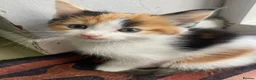Mixed Breed cats for sale: Kittens  - Advert 4