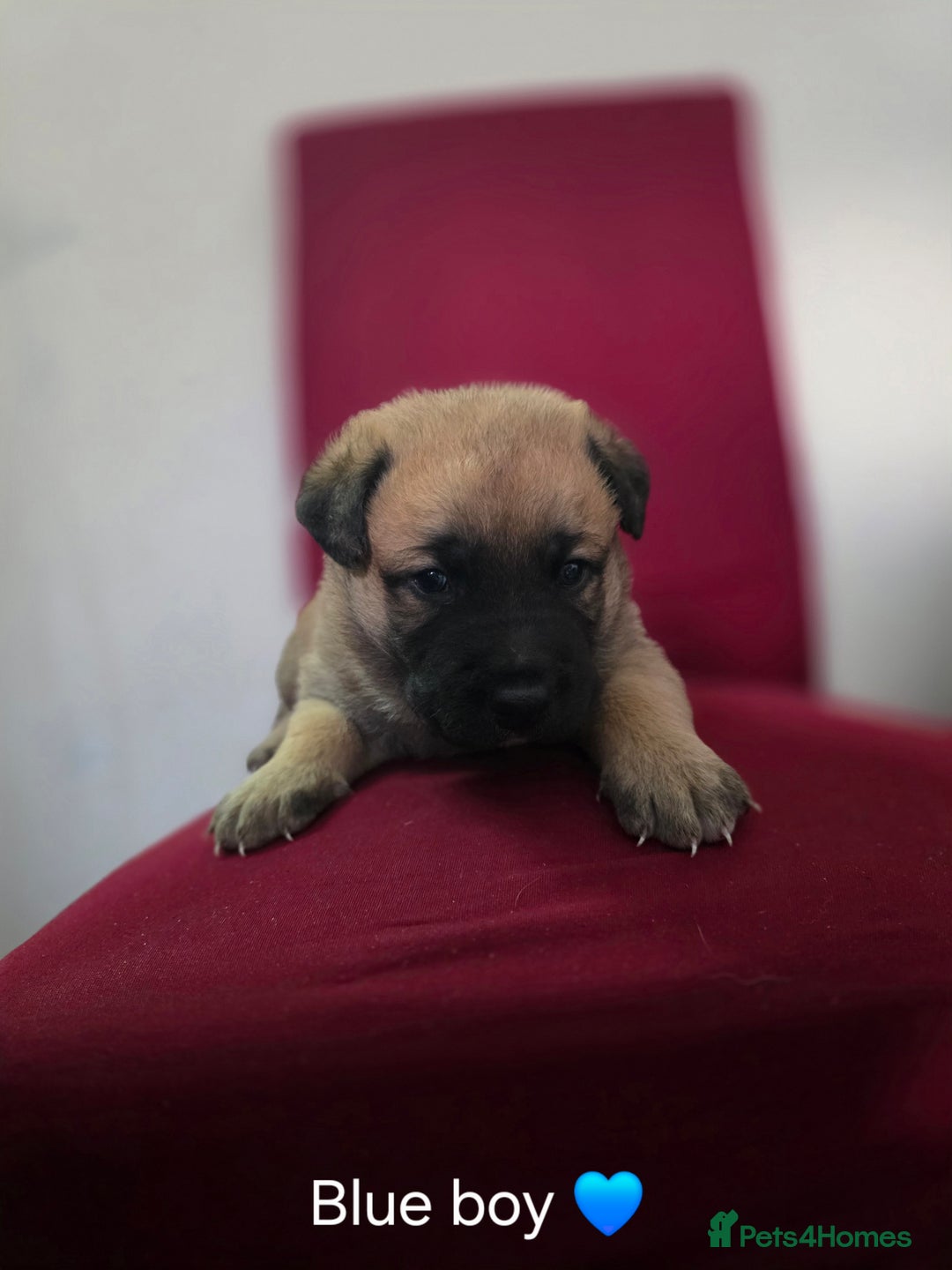 Shepsky dogs for sale: Beautiful shepsky pups - Advert 6