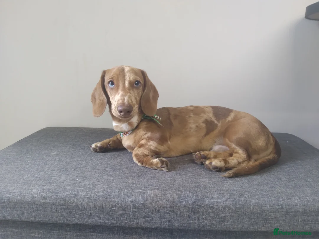 Miniature Dachshund dogs for stud: miniature dachshund stud  in Pontypridd - Advert 4
