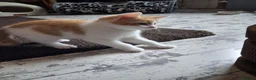 Domestic Shorthair cats for sale: 2 MALE AND 1 FEMALE 9 WEEK OLD KITTENS - Advert 22