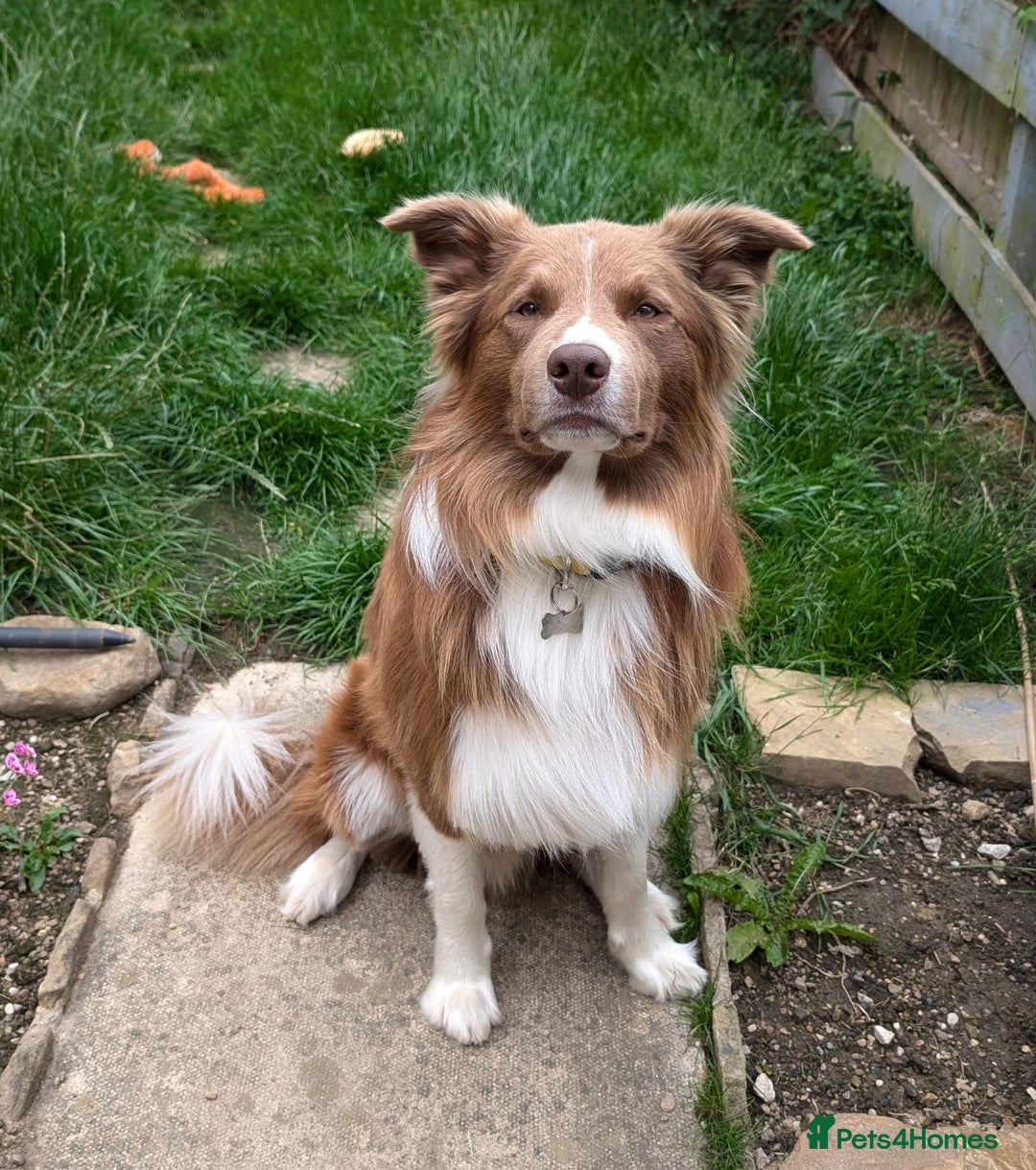 Border Collie dogs for stud: DNA cleared border collie for stud - Advert 4