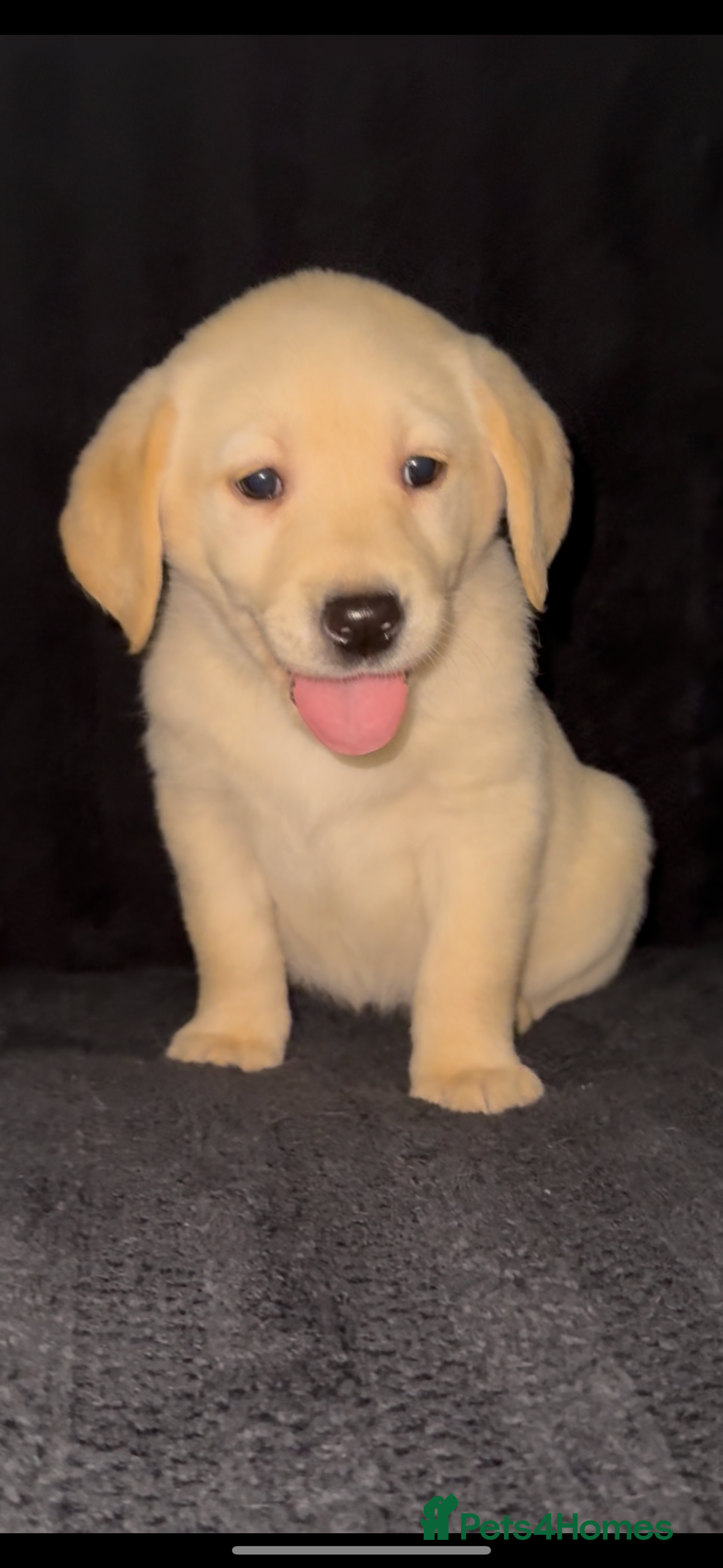 Labrador Retriever dogs for sale: ⭐️5 ADORABLE LABRADOR PUPPIES⭐️ - Advert 5