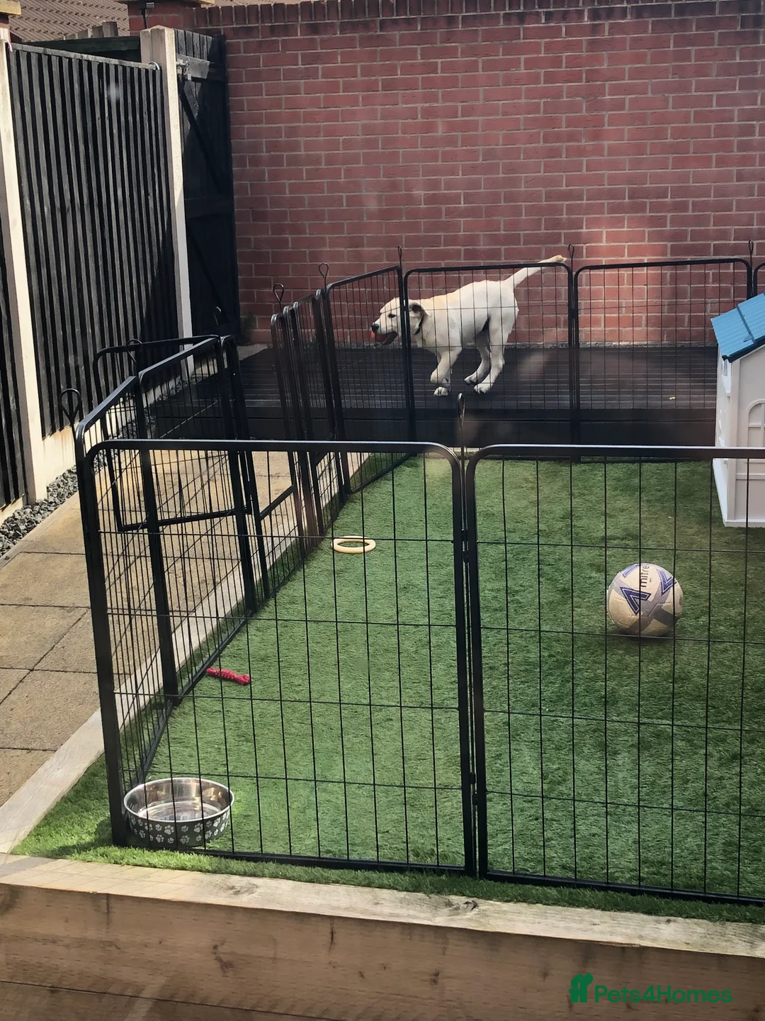 Labrador Retriever dogs for sale: Welcome Anjola, 9-month old Labrador, to your home - Advert 20