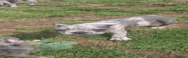 French Bulldog 3