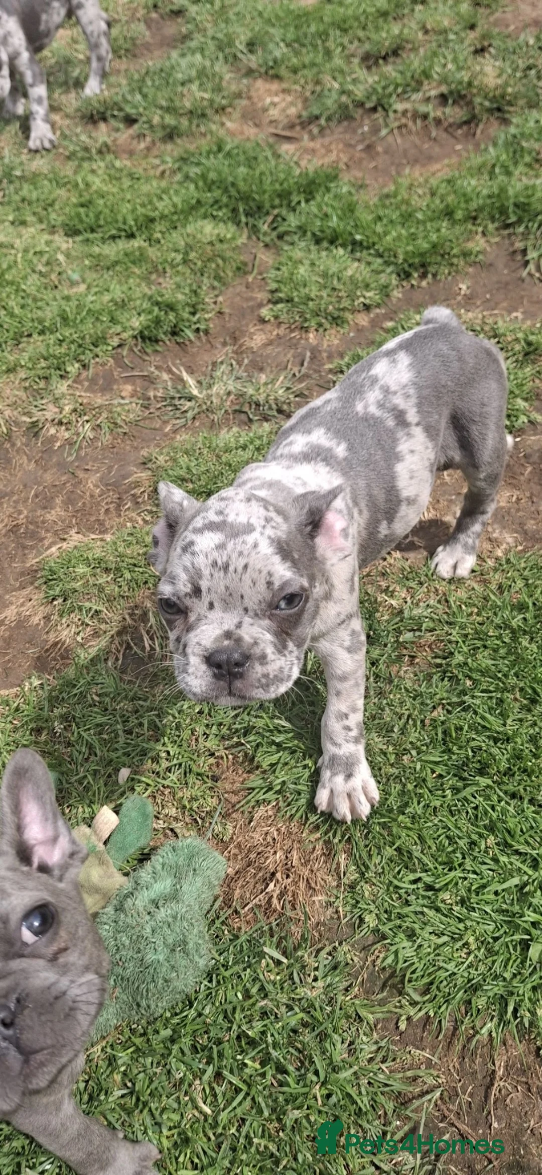 French Bulldog dogs for sale: French Bulldog Puppies - Advert 8