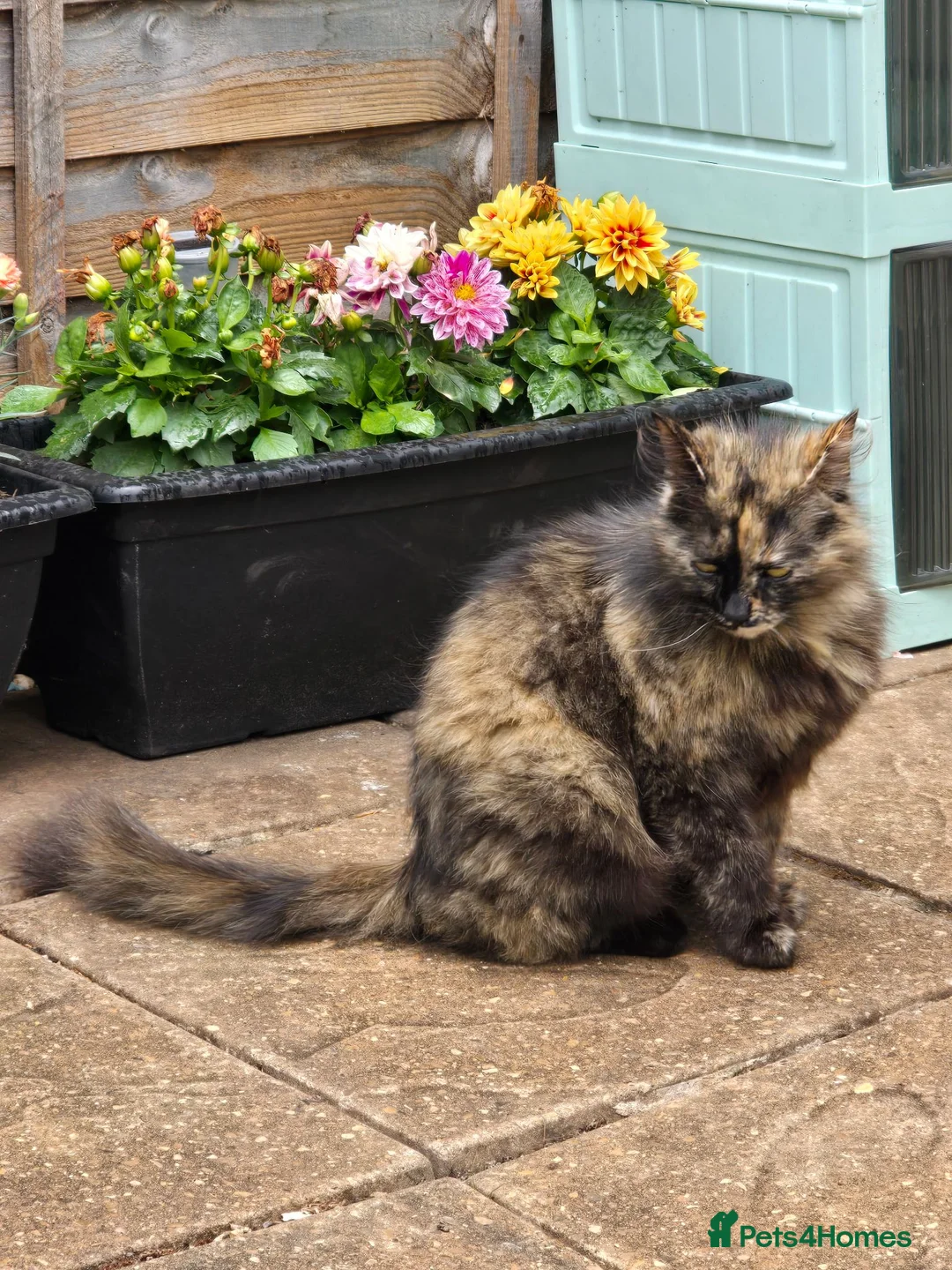 Mixed Breed cats for sale: Domestic longhair  in Bexleyheath - Advert 1