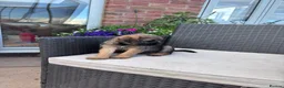 Border Terrier dogs for sale: Pedigree K C Reg Border Terrier Puppies for sale in Derby - Advert 22