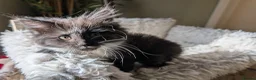 Maine Coon cats for sale: Two beautiful girls available  - Advert 5