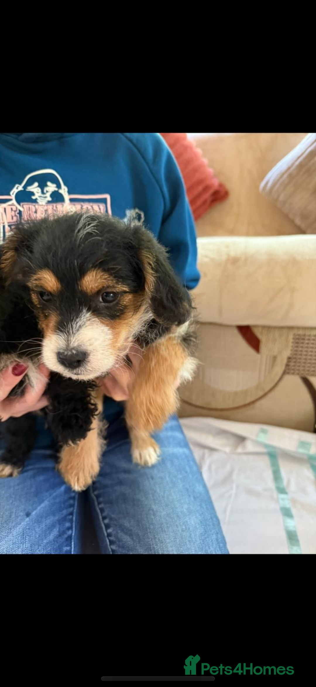 Jackapoo dogs for sale: 5 beautiful jackapoos - Image 18