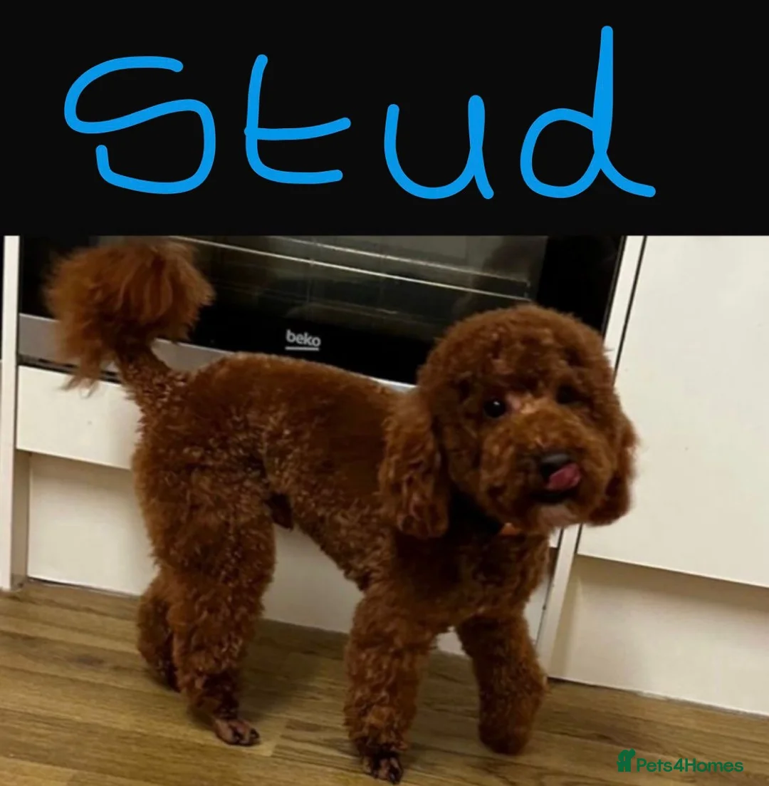 Toy Poodle dogs for sale: Toypoodle💙champion bloodline,kc,dna clear parent  - Advert 13