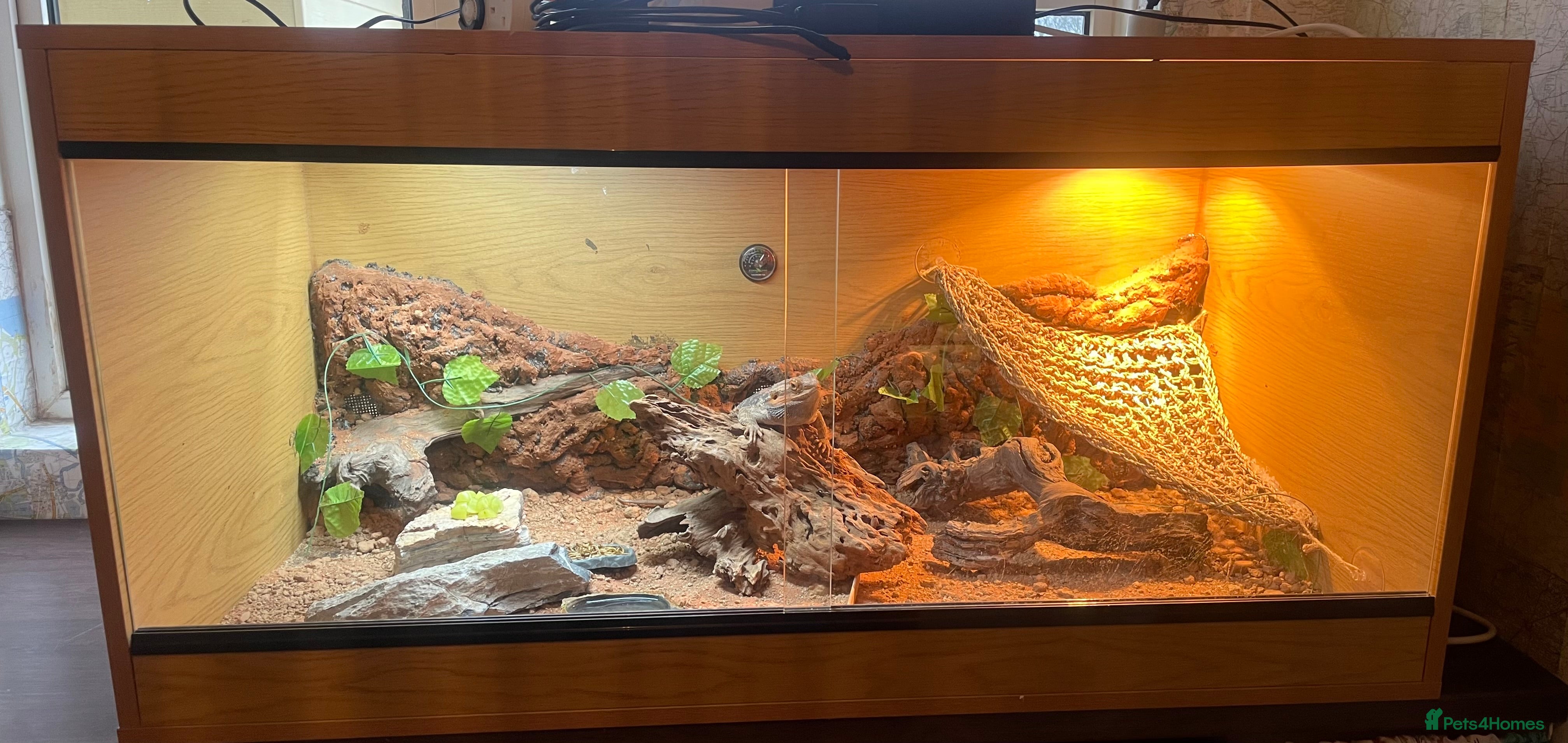 Bearded Dragon reptiles Bearded Dragon with enclosure and all needed - Advert 3