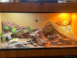 Bearded Dragon reptiles Bearded Dragon with enclosure and all needed - Advert 6