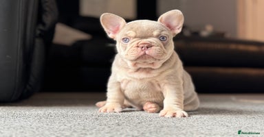 French Bulldog dogs - Advert 6