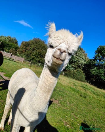 Alpaca livestock - Advert 3