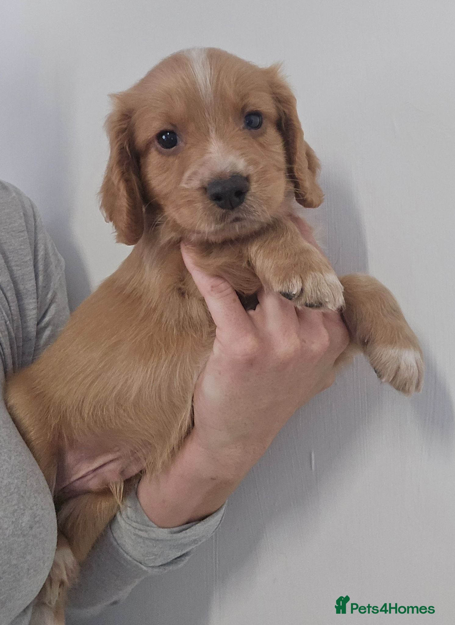 Cocker Spaniel dogs Cocker spaniel puppies 🐶  - Advert 12