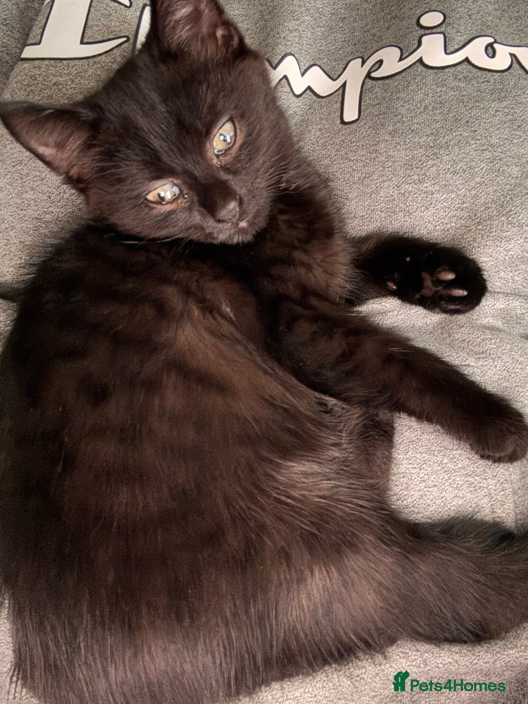 British Shorthair cats for sale: 3 adorable 11 weeks old kittens  - Advert 4