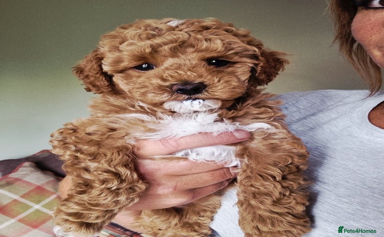 Maltipoo dogs - Advert 1